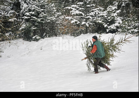 Mann trägt Weihnachtsbaum im Schnee | man carries Christmas tree home, walking through deep snow Stock Photo