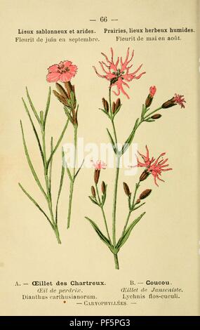 Atlas de poche des plantes des champs, des prairies et des bois (PLATE 66) Stock Photo