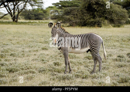 Male Grevy's zebra, Buffalo Springs/Samburu Game Reserve, Kenya Stock Photo