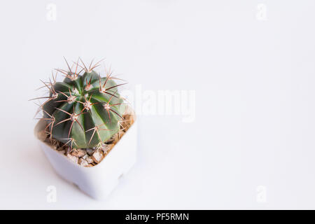 Potted cactus or pot succulents on white with copy space Stock Photo