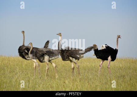 Male Masai ostrich rounding up juvenile ostriches, Masai Mara Game Reserve, Kenya Stock Photo