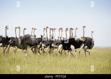Male Masai ostrich rounding up a flock of juvenile ostriches, Masai Mara Game Reserve, Kenya Stock Photo