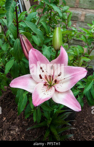 close-up-of-lilly-lollypop-