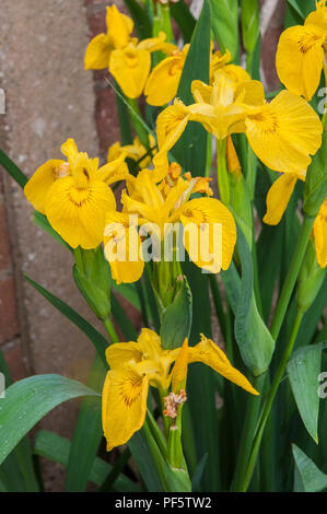 Group of  Yellow flag Iris - Iris pseudacorus. Grows best in wet areas Ideal for ponds and water gardens etc.. Stock Photo