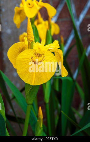 Close up of  Yellow flag Iris - Iris pseudacorus. Grows best in wet areas Ideal for ponds and water gardens etc.. Stock Photo