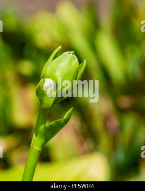 A closeup of a white flower bud of Hosta sieboldiana, a hosta cultivar growing in Wichita, Kansas, USA. Stock Photo