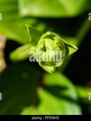 A closeup of a flower bud of Hosta sieboldiana, a hosta cultivar growing in Wichita, Kansas, USA. Stock Photo