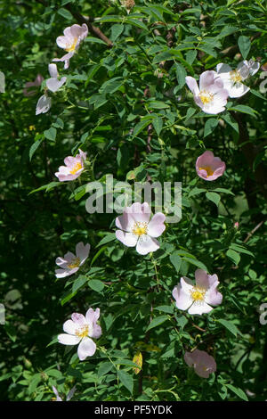 Dog rose, Rosa canina, blush pink flowers on hedgerow climbing plant in early summer, Berkshire, June Stock Photo