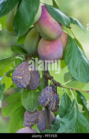 Brown rot, Monilinia fructicola, on ripe Victoria plum fruit on the tree and some gummosis, Berkshire Stock Photo