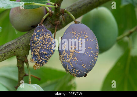 Brown rot, Monilinia fructicola, on ripe Victoria plum fruit on the tree and some gummosis, Berkshire Stock Photo