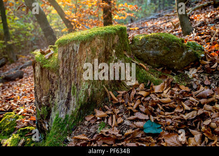 Grenn moss on the trees in the forest Stock Photo