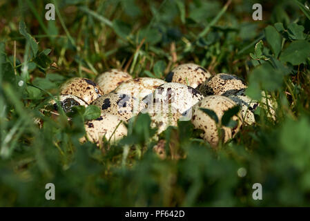 Common quail eggs (Coturnix coturnix) Stock Photo