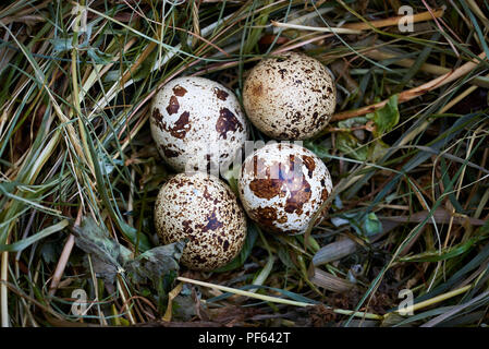 Common quail eggs (Coturnix coturnix) Stock Photo