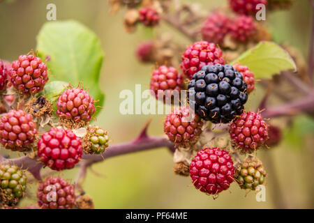 Wild Blackberries Stock Photo