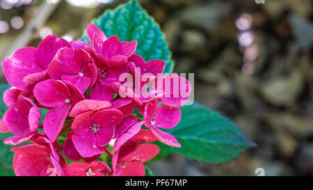 Hydrangea Macrophylla Merveille Sanguine closeup 2. Stock Photo