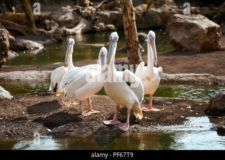 Great White Pelican bird in a beautiful ambient enjoying the sunny day. Stock Photo