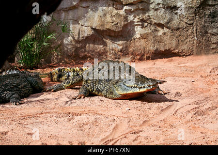 Siamese Crocodile in the zoo, enjoying the sunny day in a beautiful natural ambient. Stock Photo