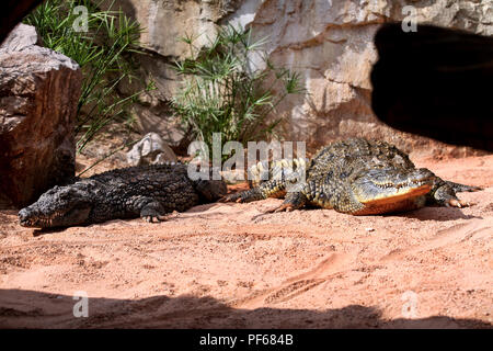 Two Siamese Crocodiles in the zoo, enjoying the sunny day in a beautiful natural ambient. Stock Photo