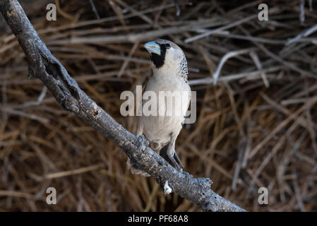 Common sociable weaver on branch in front of nest, Namibia Stock Photo