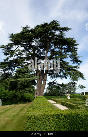 Landscape design manicured box hedge garden triangular arrangement ...
