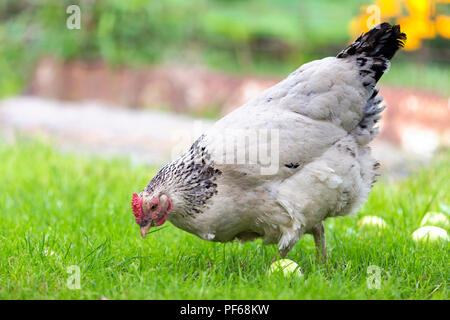 Big nice beautiful white and black hens feeding outdoors in green meadow with fresh grass on bright sunny day on blurred colorful summer background. F Stock Photo