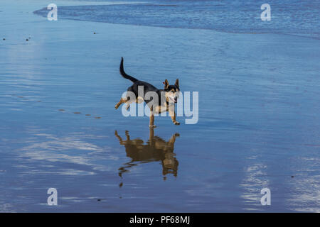 Mixed breed dog running on wet sand at the beach Stock Photo