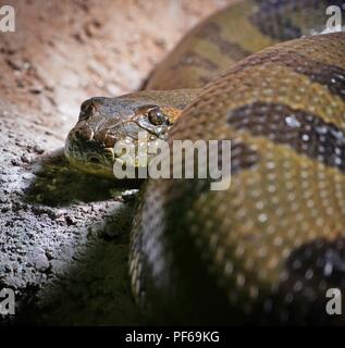 Alert and observant constrictor snake, looking in the camera Stock Photo