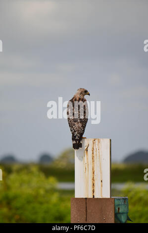 Red Shouldered Hawk Sits On Staff Gauge With Clouds In Background Stock Photo