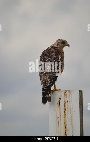 Red Shouldered Hawk Sits On Staff Gauge With Clouds In Background Stock Photo