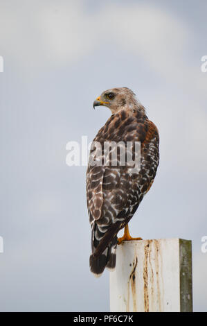 View from Behind Red Shouldered Hawk Sitting On Post Looking to Side With Clouds In Background Stock Photo