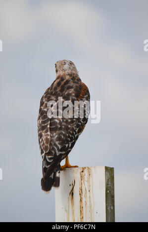 Red Shouldered Hawk Sits On Staff Gauge Post With Clouds In Background Stock Photo