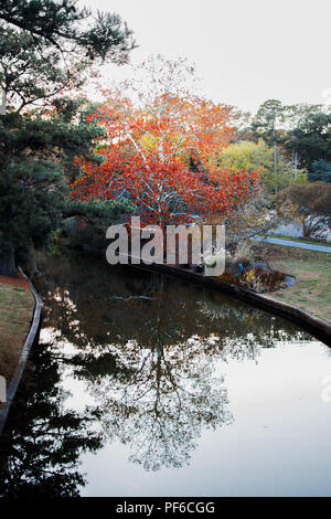 A tree, bright with autumn colors, reflects in the water Stock Photo