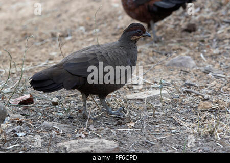 female Painted Spurfowl who stands on the edge of the forest on a winter evening Stock Photo