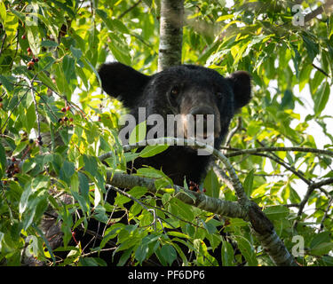 Black Bear in Cherry Tree late Summer. Great Smoky Mountain Black Bear. Tennessee Black Bear about 60 feet up in a tree getting ready for winter. Stock Photo