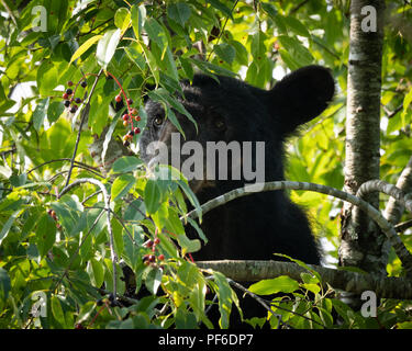 Black Bear in Cherry Tree late Summer. Great Smoky Mountain Black Bear. Tennessee Black Bear about 60 feet up in a tree getting ready for winter. Stock Photo