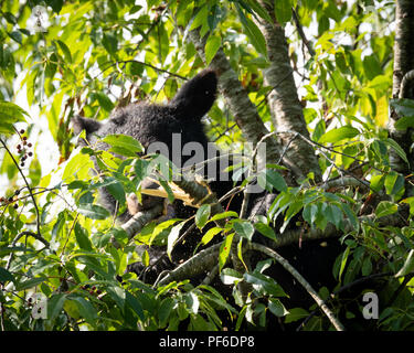 Black Bear in Cherry Tree late Summer. Great Smoky Mountain Black Bear. Tennessee Black Bear about 60 feet up in a tree getting ready for winter. Stock Photo