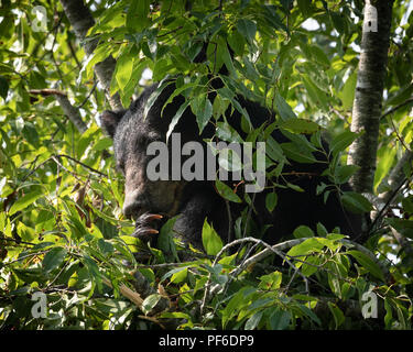 Black Bear in Cherry Tree late Summer. Great Smoky Mountain Black Bear. Tennessee Black Bear about 60 feet up in a tree getting ready for winter. Stock Photo