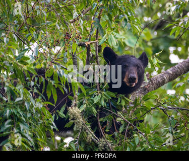 Black Bear in Cherry Tree late Summer. Great Smoky Mountain Black Bear. Tennessee Black Bear about 60 feet up in a tree getting ready for winter. Stock Photo