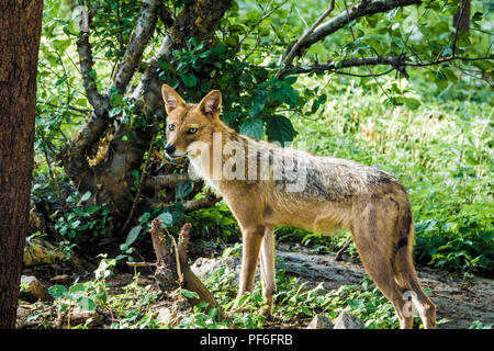 Indian jackal (Canis aureus indicus) in forest Stock Photo