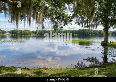 Wide shot of the shoreline of Henderson Lake in Inverness, Florida, featuring Spanish Moss hanging from waterside trees. Alligators are known to inhab Stock Photo