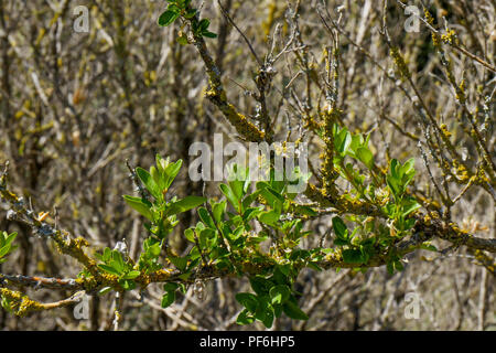 A clump of boxwood after codling moth attack, Eyzahut mountain, Drôme, France Stock Photo