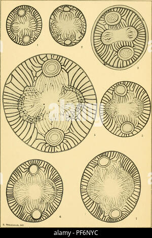 This work details the marine diatoms found in France and surrounding ...