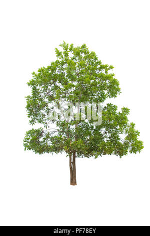 Trees isolated on white background, with clipping path. isolated trees used for design, Stock Photo