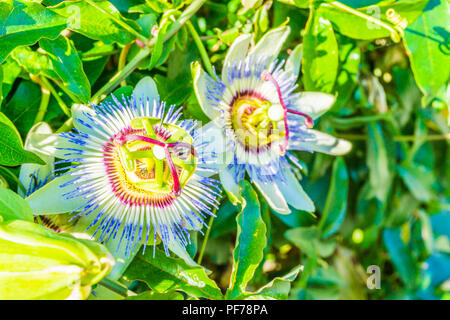 passion flowers in close up on a passion flower plant white and purple color Stock Photo