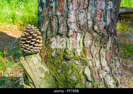 Pine cone on a stump with tree trunk forest background Stock Photo