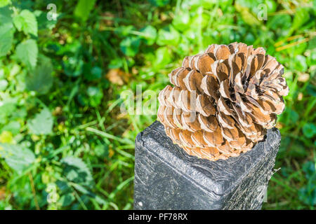 Pine cone on a pole close up macro Stock Photo