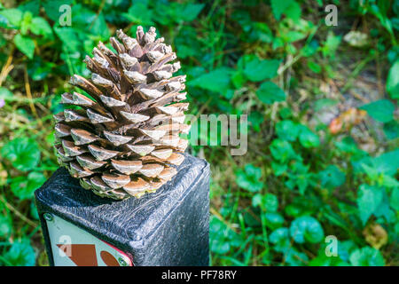pine cone on a pole in close up Stock Photo