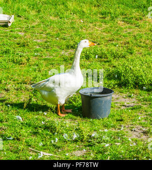 beautiful white goose on a grass lawn Stock Photo