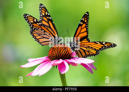Two colorful monarch butterflies (Danaus plexippus) feeding on pink cone flower in the garden in Speculator, New York, NY USA Stock Photo