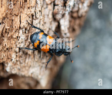 Black and orange banded Sexton burying beetle Stock Photo - Alamy